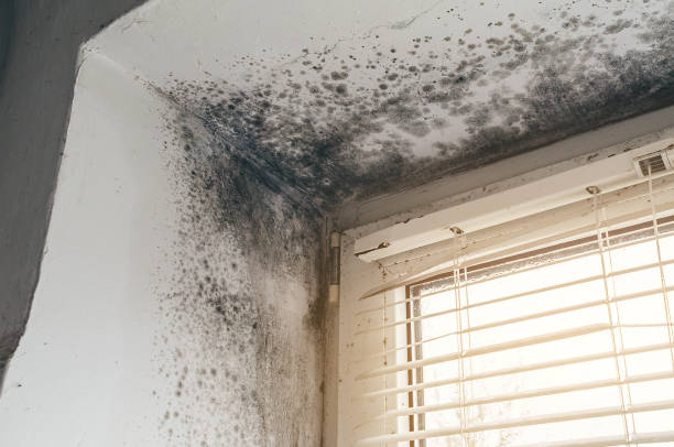 Affordable Attic Mold Removal solutions in Magnolia, TX
