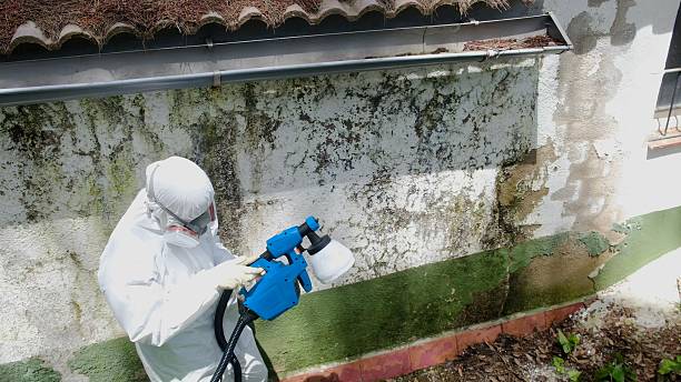 Top rated local Attic Mold Removal specialists in Magnolia, TX